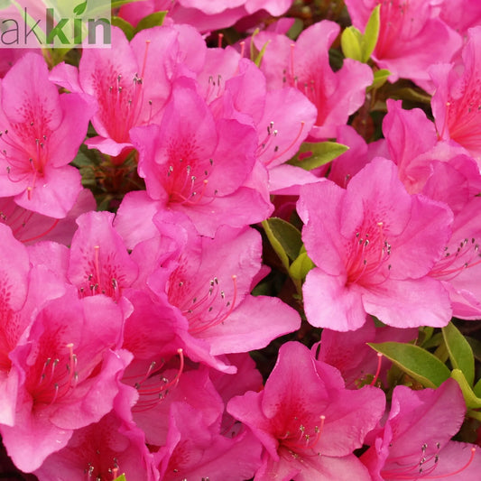 Azalea 'Anouk' 1L One Click Plants