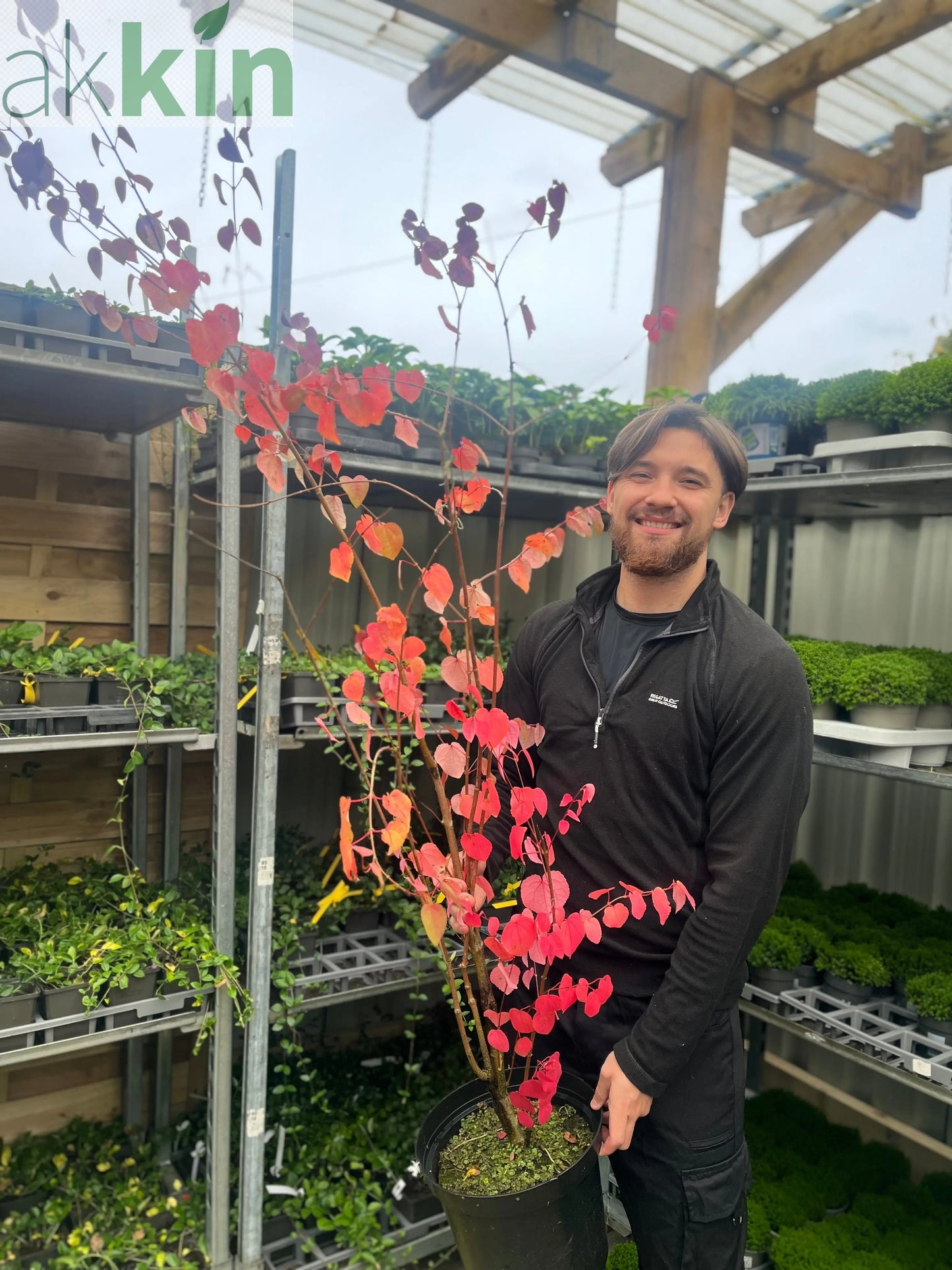 Cercidiphyllum japonicum Katsura 7.5L One Click Plants