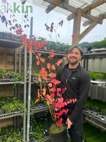 Cercidiphyllum japonicum Katsura 7.5L One Click Plants
