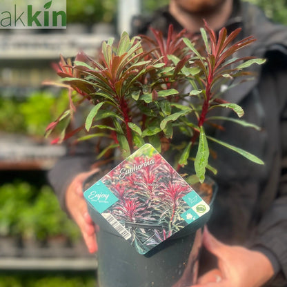 Euphorbia 'Miners Merlot' 9cm/2L One Click Plants