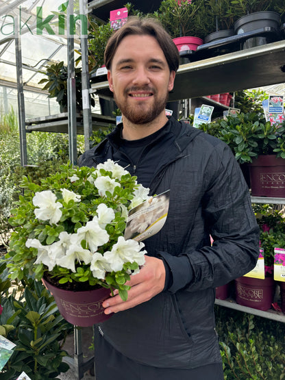 Azalea Encore 'Autumn Pure White' 3L One Click Plants