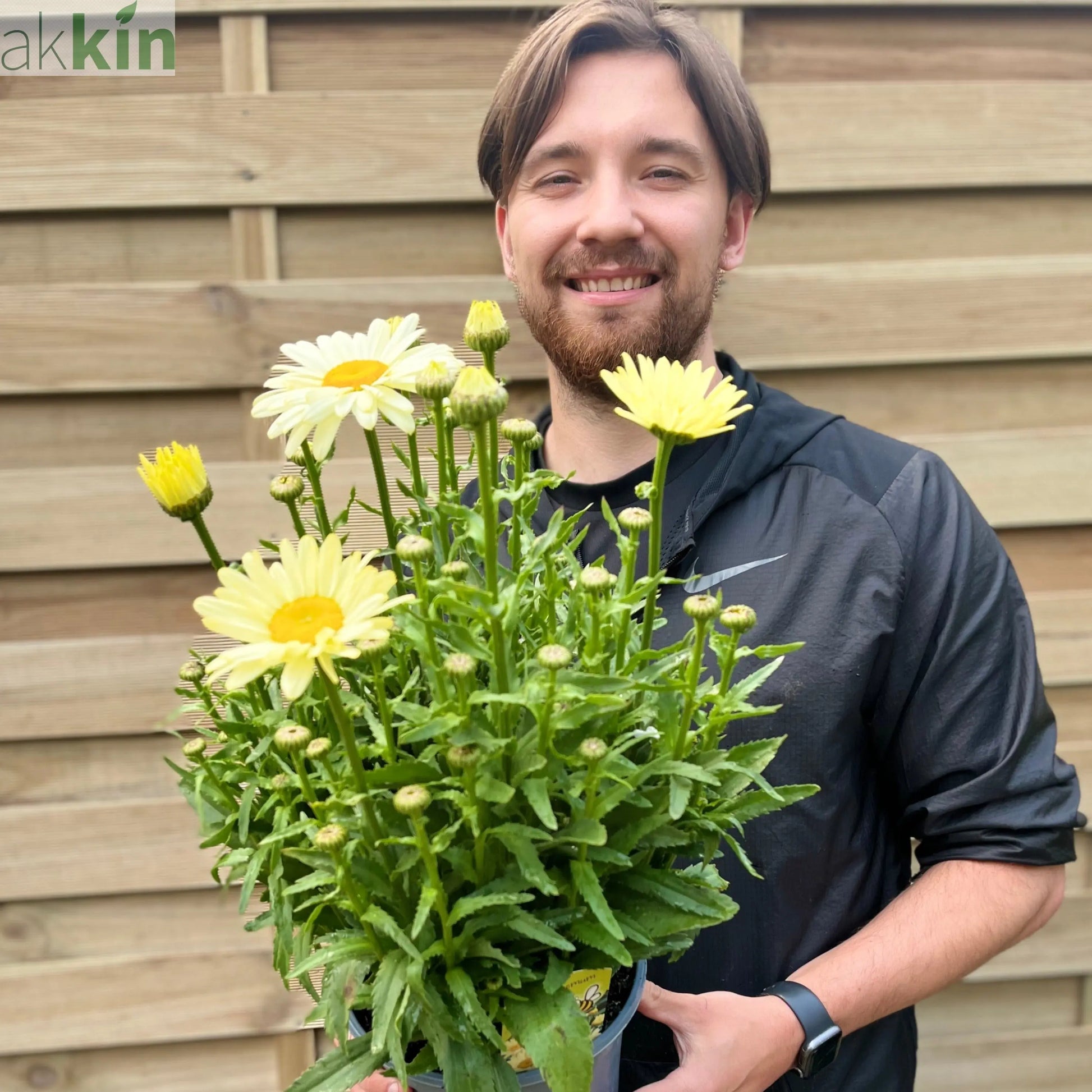 Leucanthemum 'Gelb' 3L One Click Plants