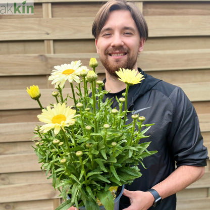 Leucanthemum 'Gelb' 3L One Click Plants