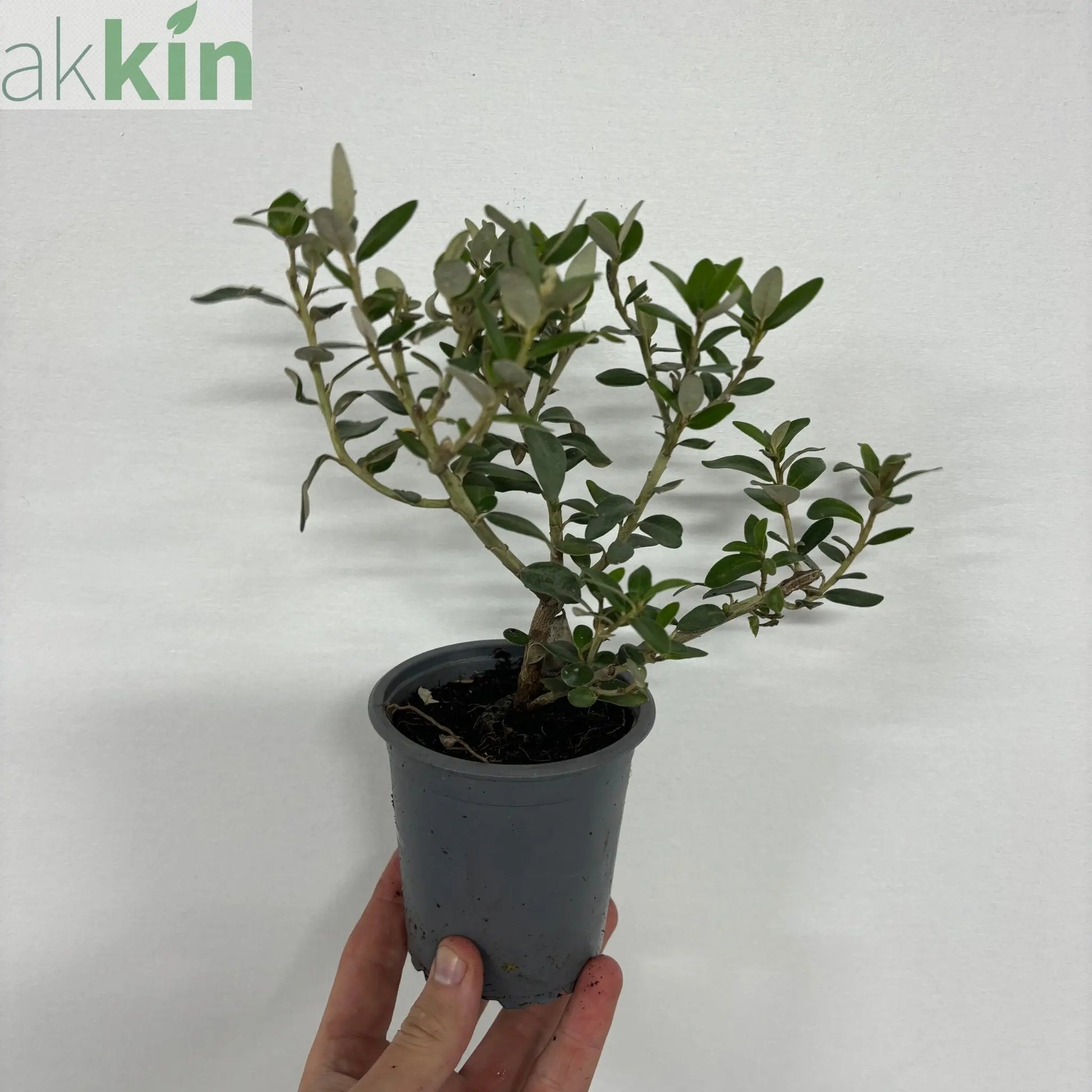 Olearia x Haastii (Daisy Bush) 9cm One Click Plants
