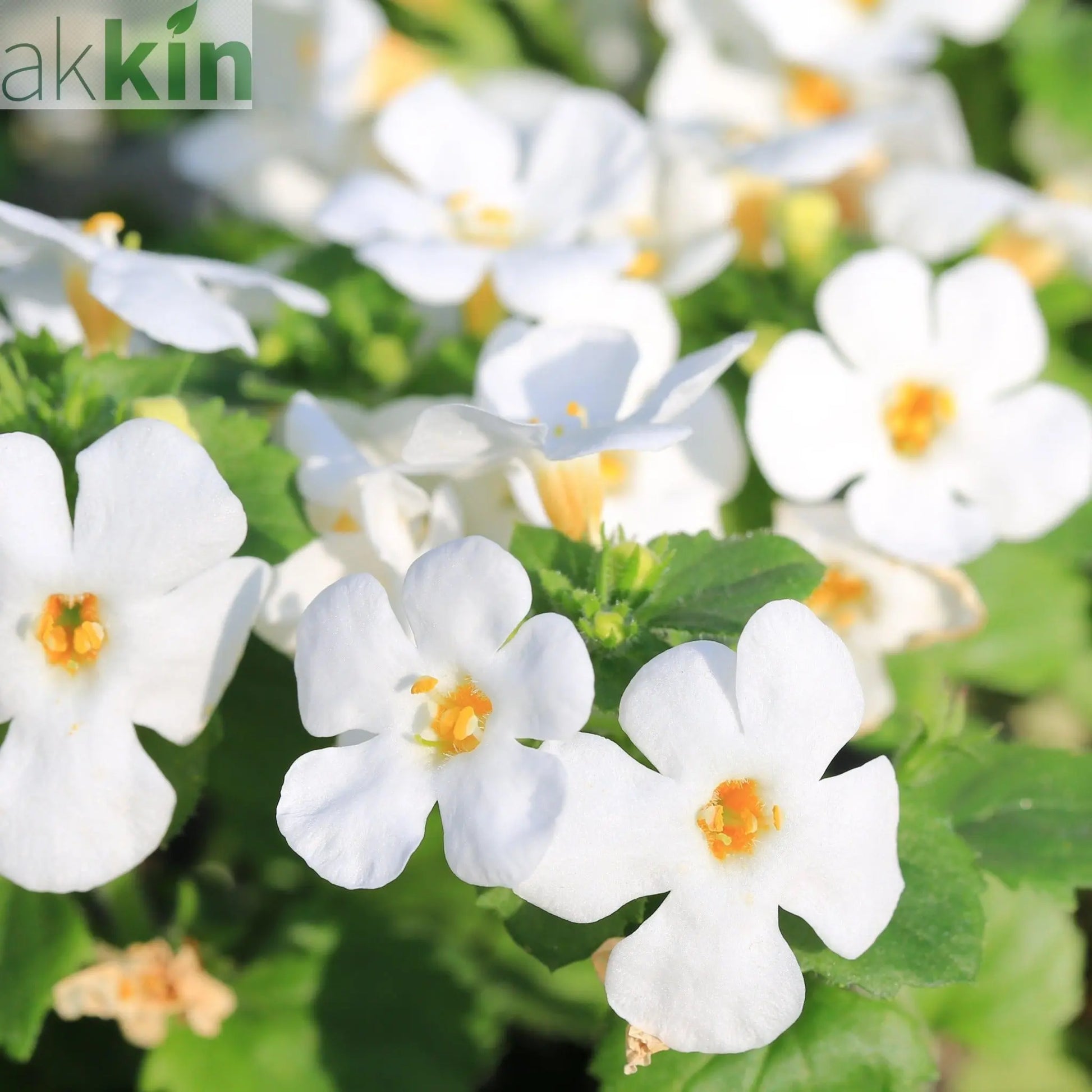 Bacopa White (9cm Growers Pot) One Click Plants