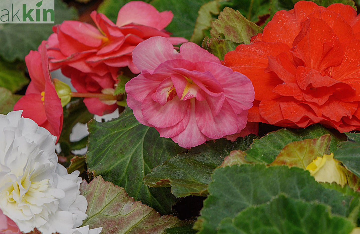 Begonia 'Non-Stop' | Tray of 6 Mixed Plants One Click Plants
