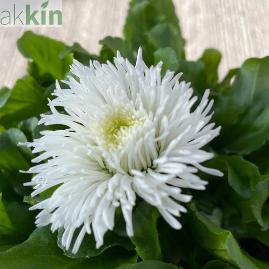 Bellis Daisy Perennial - White 1.5L One Click Plants