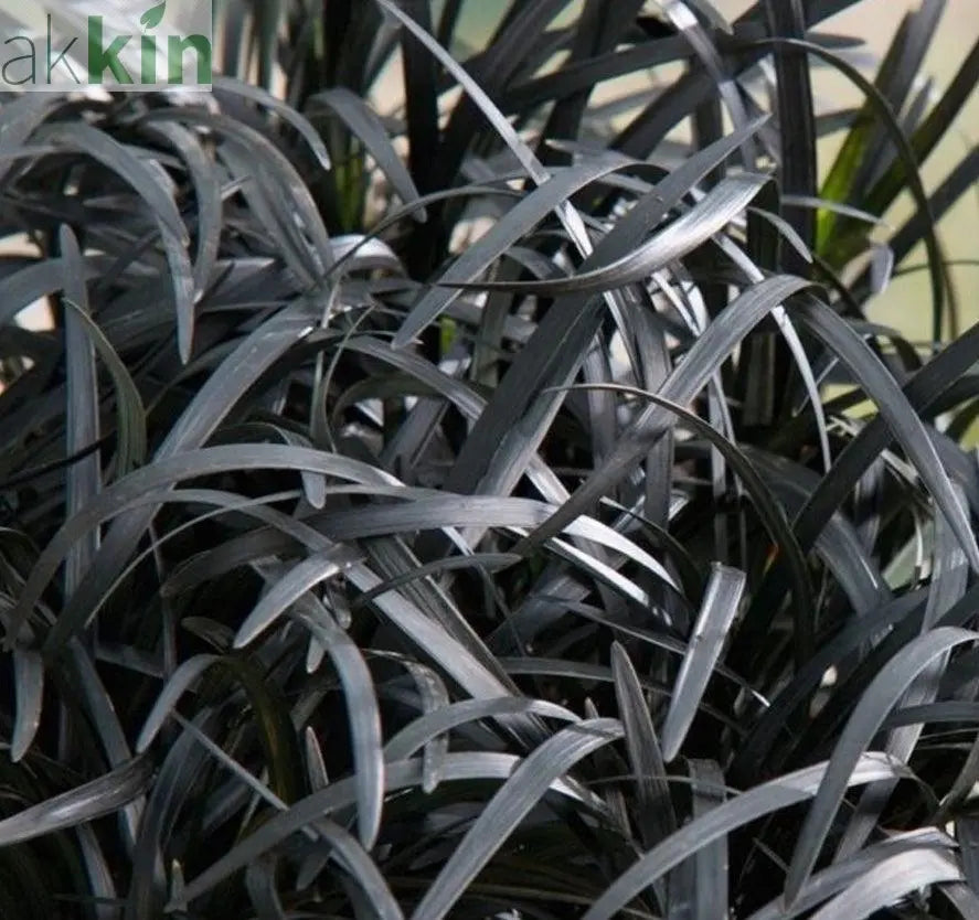 Ophiopogon planiscapus Nigrenscens 'Black Mondo Grass' 2L One Click Plants
