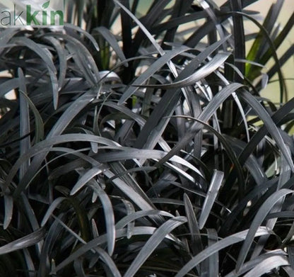 Ophiopogon planiscapus Nigrenscens 'Black Mondo Grass' 2L One Click Plants