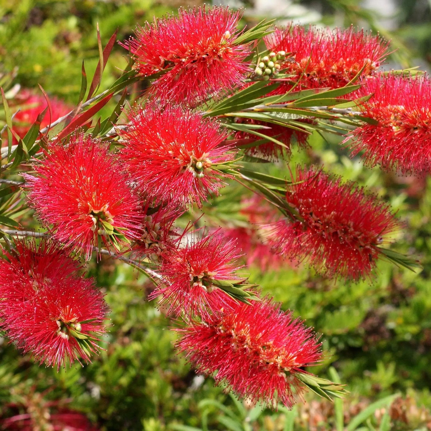 Callistemon citrinus splendens | Bottle Brush Plant | 2L One Click Plants