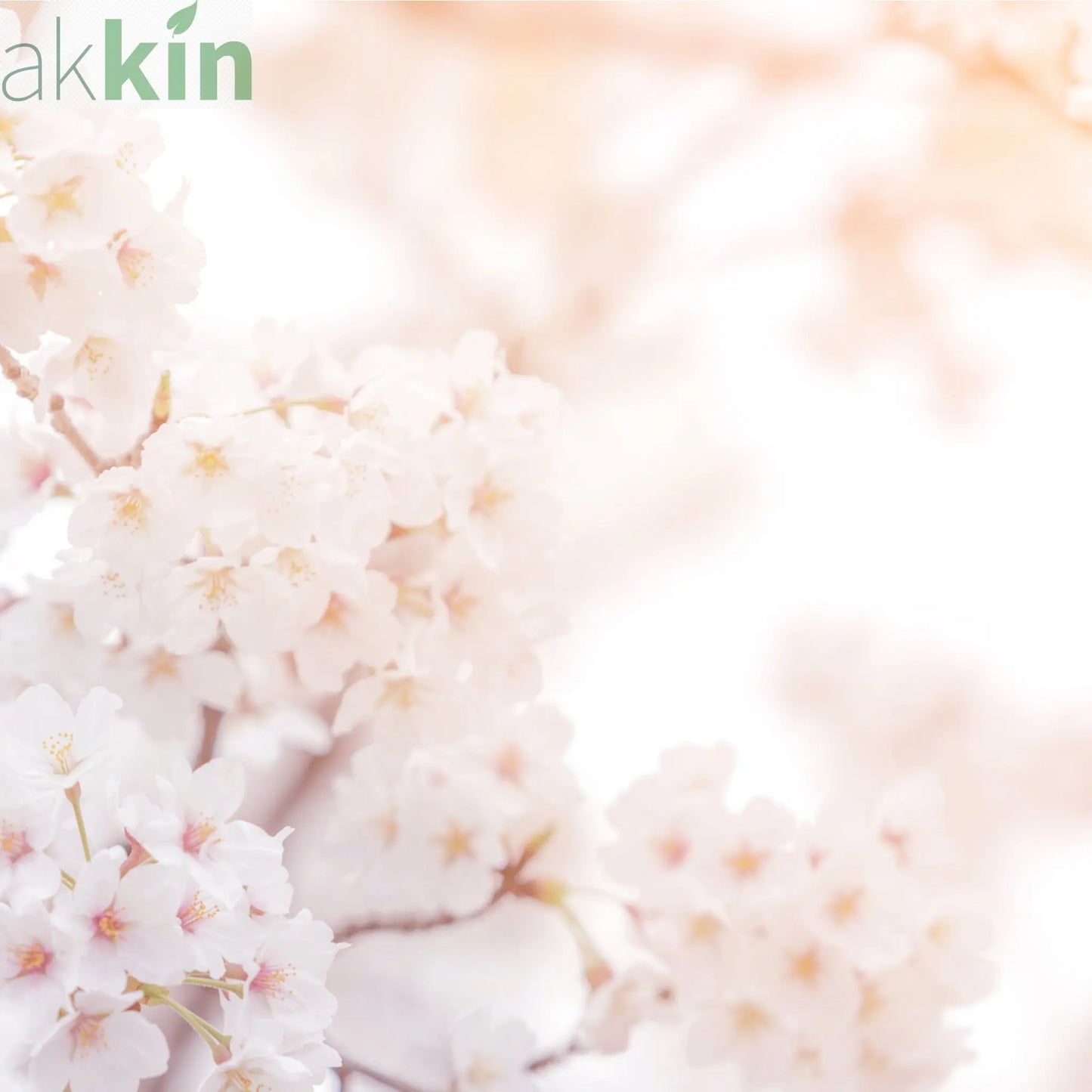 Ornamental Flowering Cherry Blossom Dwarf Tree -  Nipponica ‘Brilliant' (2 Sizes Available) One Click Plants