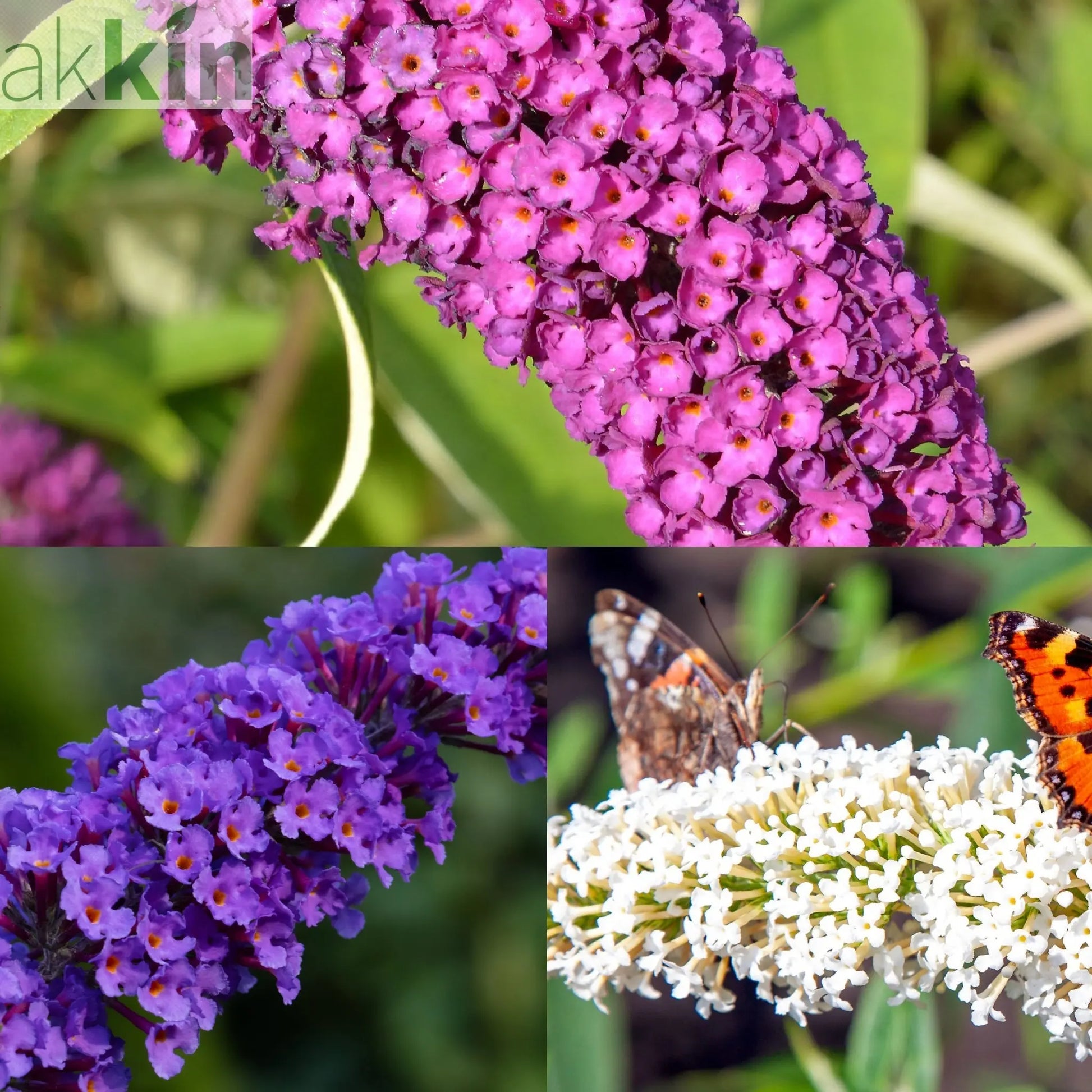 Buddleja Patio Tree - Mixed Colours 1m (Multibuy Offers Available) One Click Plants