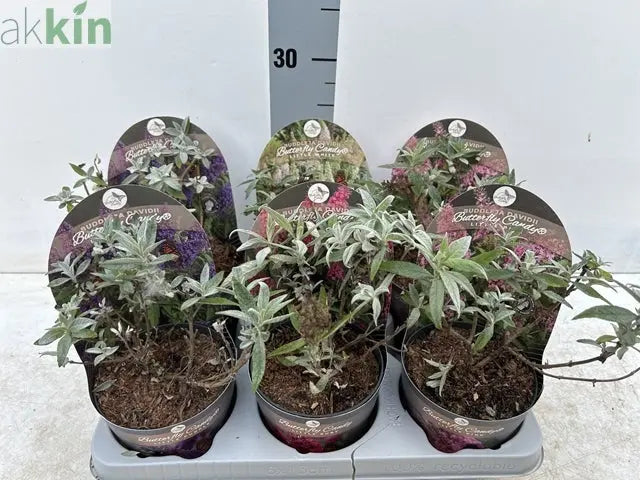 Buddleja Butterfly Candy 'Little Pink' 9cm/1L/2L/3L One Click Plants