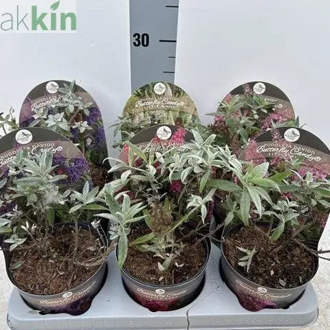 Buddleja Butterfly Candy SURPRISE COLOUR - Dwarf Buddleja 1L One Click Plants