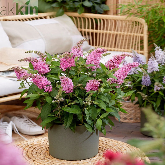 Buddleja Butterfly Candy 'Little Pink' 9cm/1L/2L/3L One Click Plants