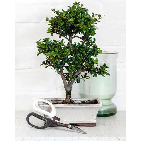 Burgon & Ball Japanese Pruning Scissors House, Home & Garden