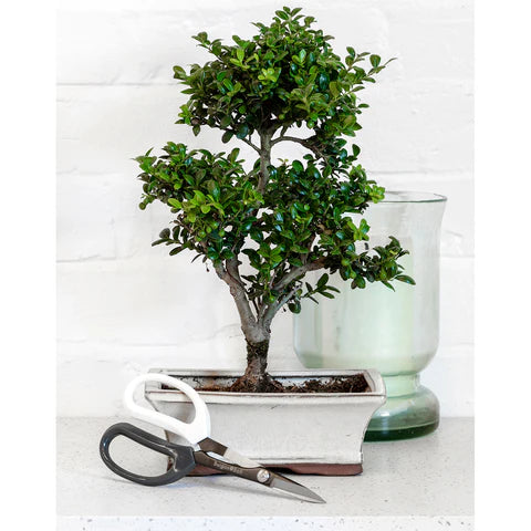 Burgon & Ball Japanese Pruning Scissors House, Home & Garden