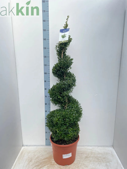 Buxus Spiral 1.4-1.5m | Buxus sempervirens Topiary | Box Spiral One Click Plants