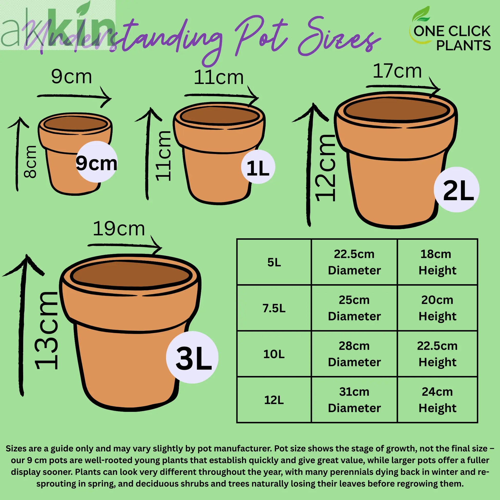 Lavender stoechas 5L (23cm growers pot) One Click Plants