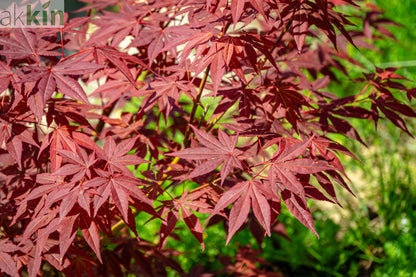 Acer palmatum Atropurpureum 2L One Click Plants