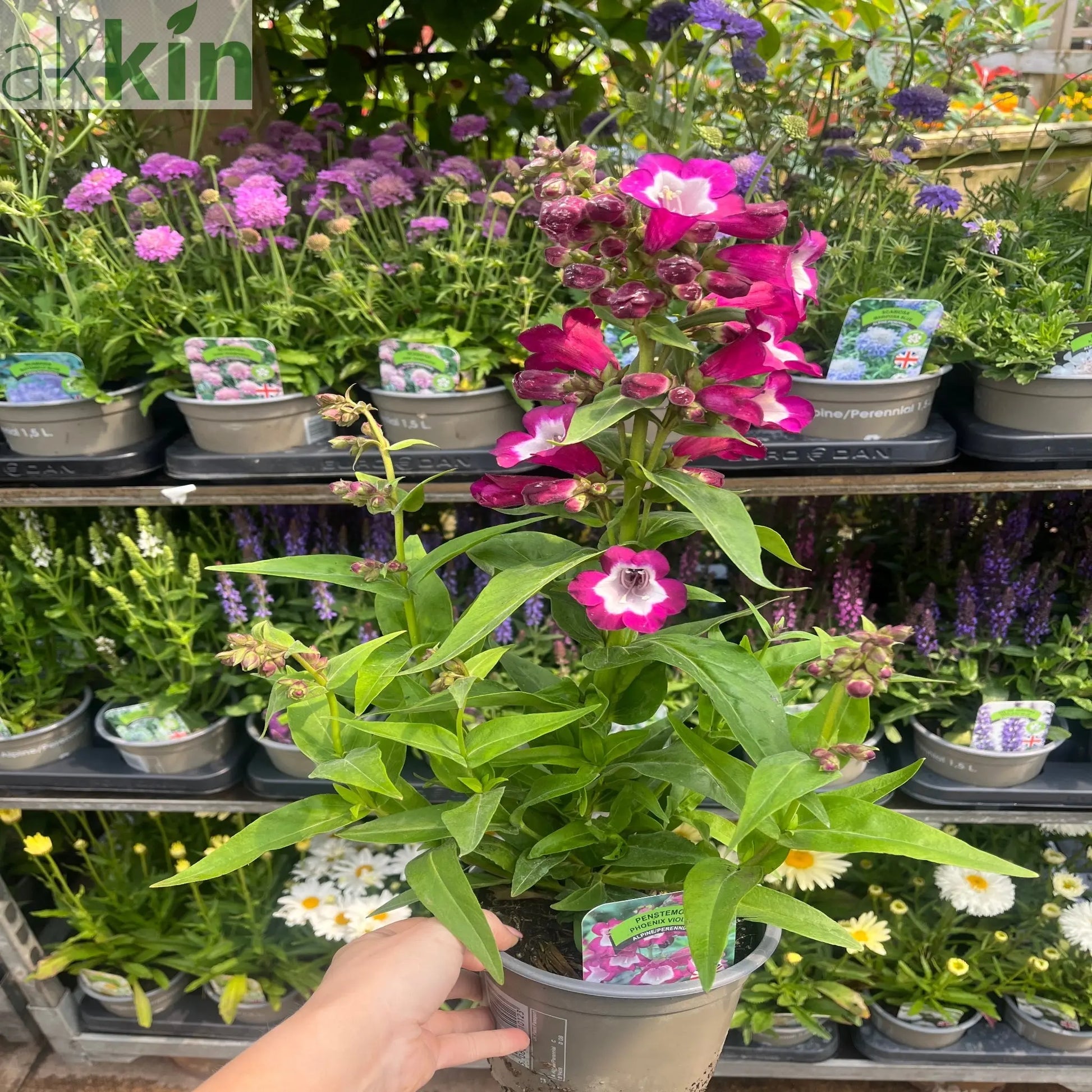 Penstemon Phoenix Violet 9cm Pot One Click Plants