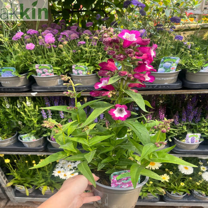 Penstemon Phoenix Violet 9cm Pot One Click Plants