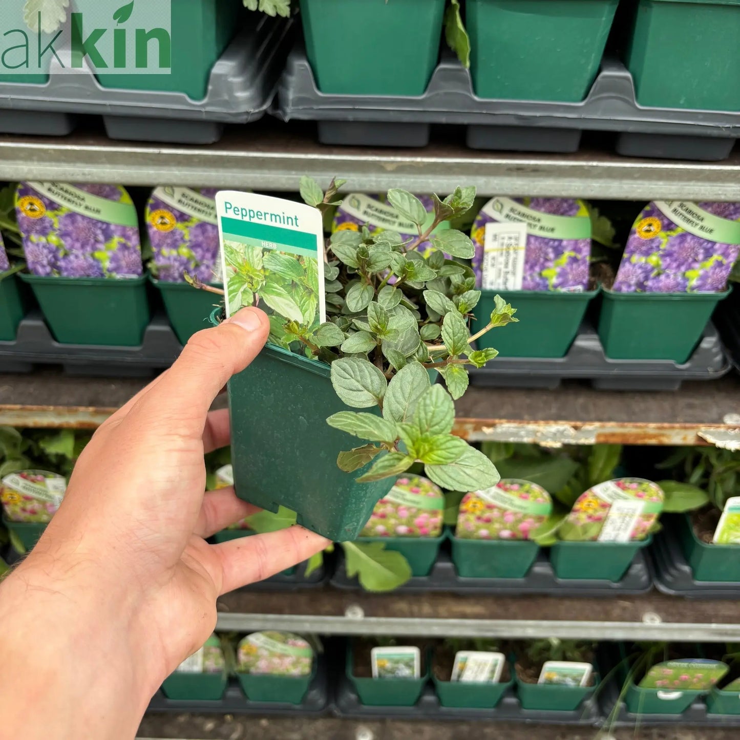 Mint - Pepper Mint 9cm / 1.5L One Click Plants