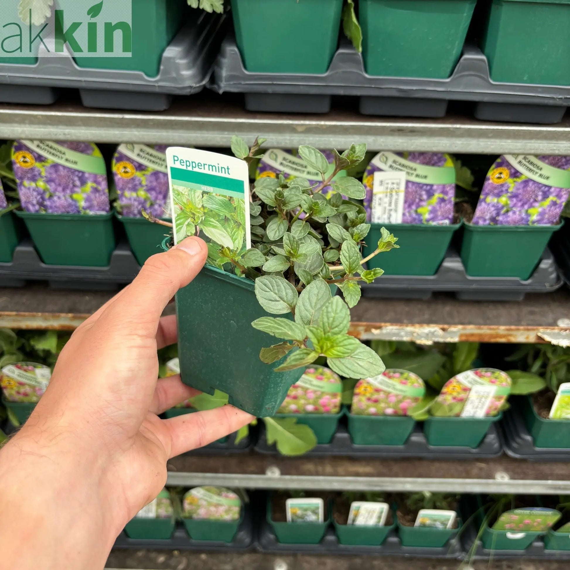 Mint - Pepper Mint 9cm / 1.5L One Click Plants