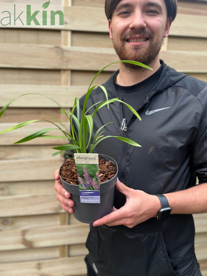 Liriope muscari ingwersen 1.4L One Click Plants
