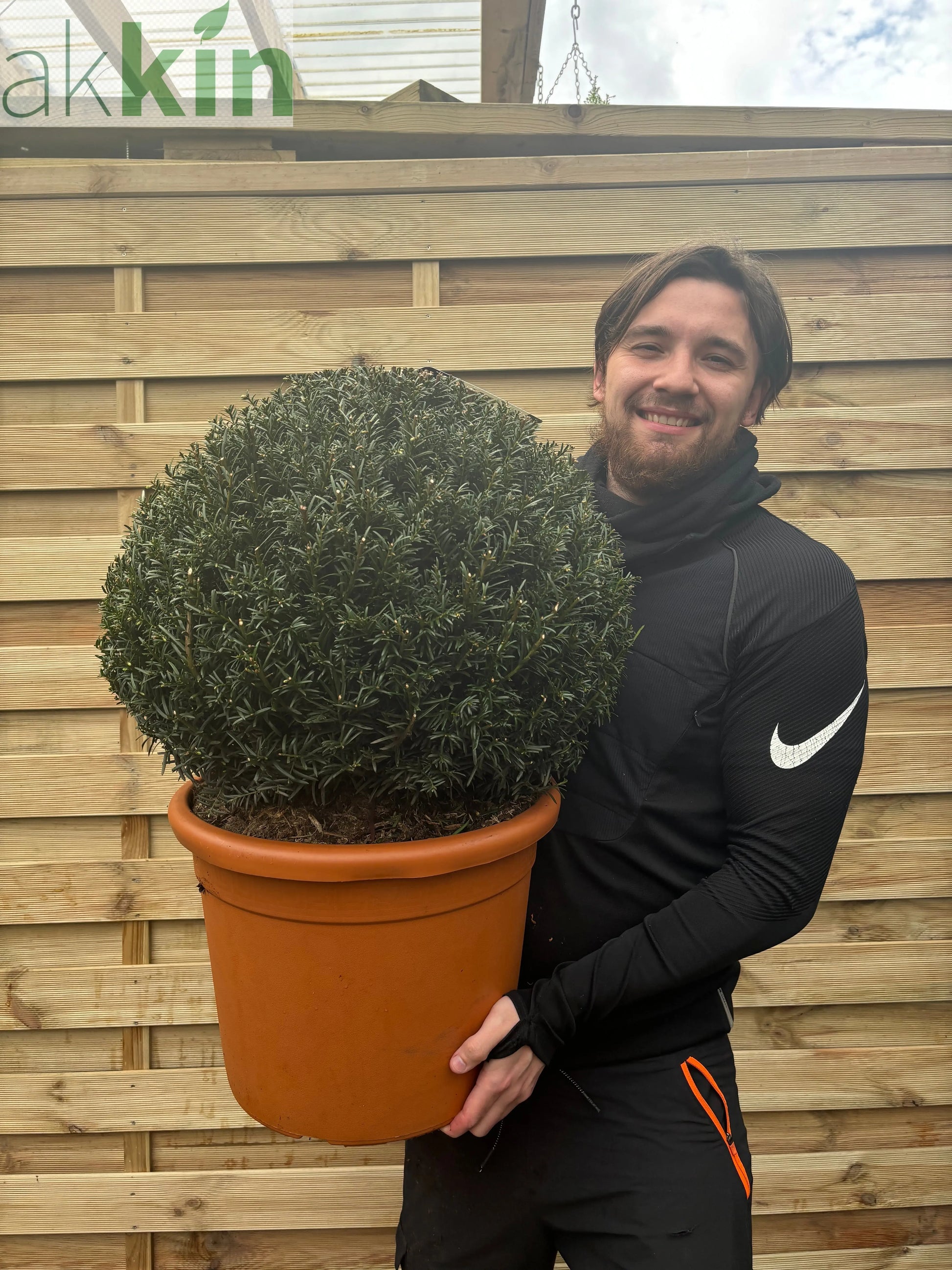 Yew Ball - Taxus Baccata Ball 6L / 7L / 10L / 22L One Click Plants