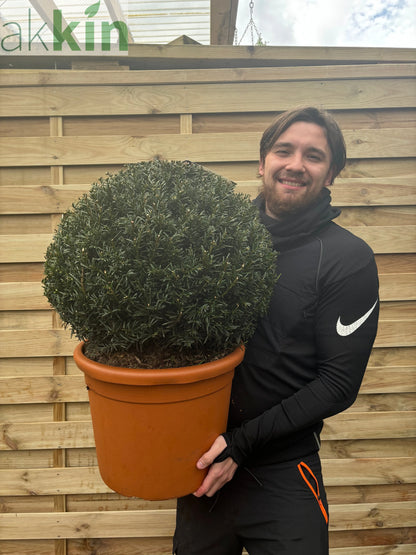 Yew Ball - Taxus Baccata Ball 6L / 7L / 10L / 22L One Click Plants