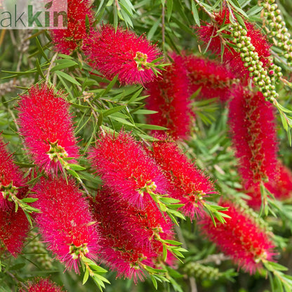 Standard Callistemon 'Kingpark' (Bottle Brush) 4L (90-100cm) One Click Plants