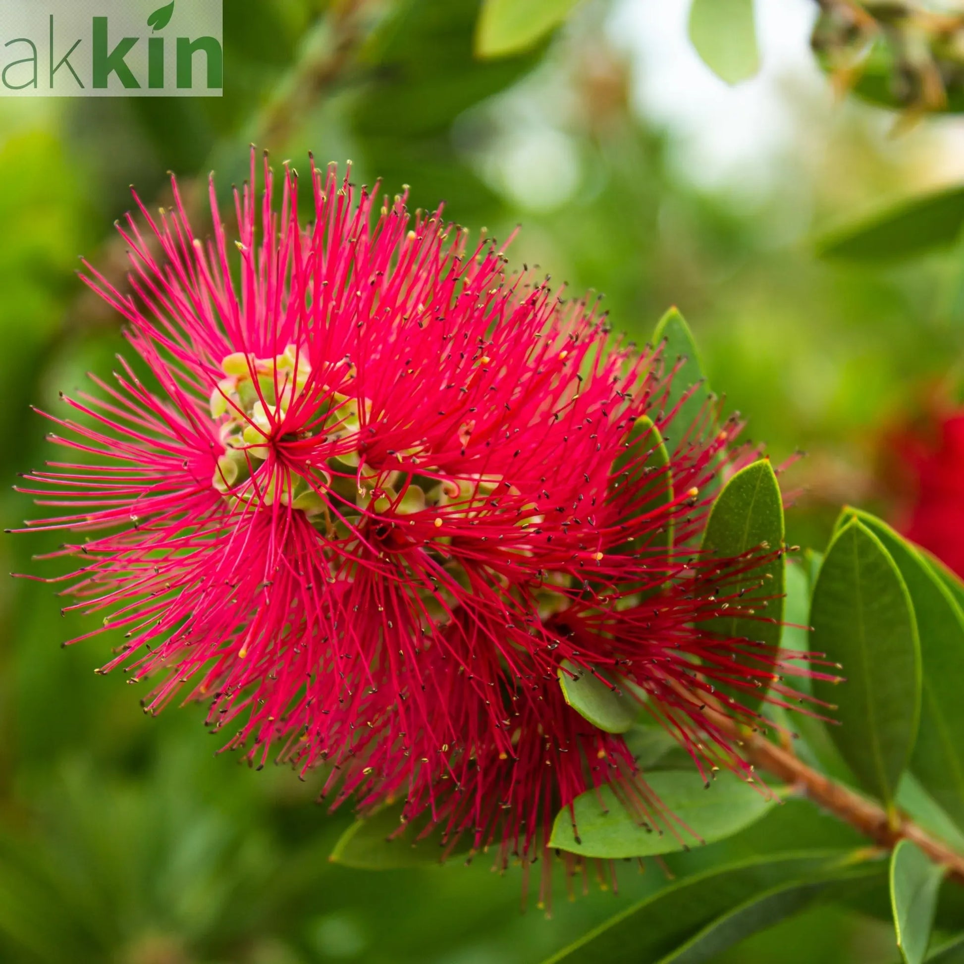 Standard Callistemon 'Kingpark' (Bottle Brush) 4L (90-100cm) One Click Plants