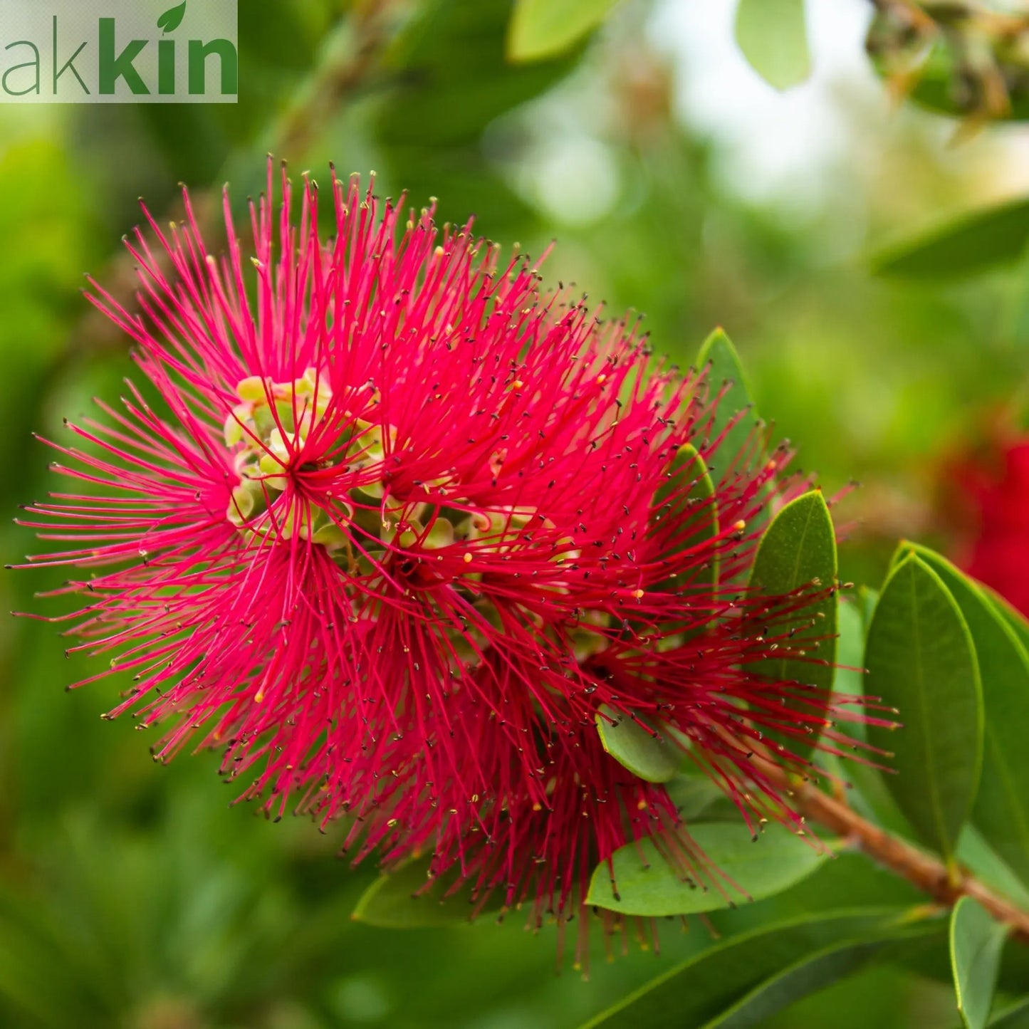 Standard Callistemon - Bottle Brush (70-80cm) One Click Plants