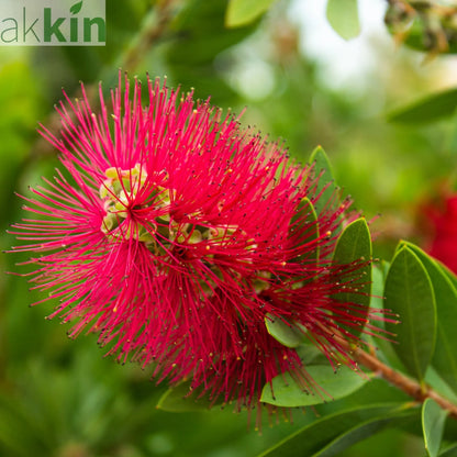 Standard Callistemon - Bottle Brush (70-80cm) One Click Plants