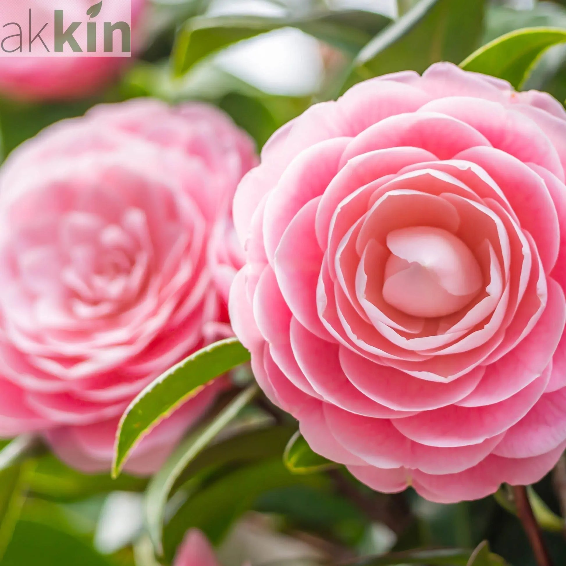 Camellia japonica 'Wilsoodii’ 3L (70cm Tall) One Click Plants