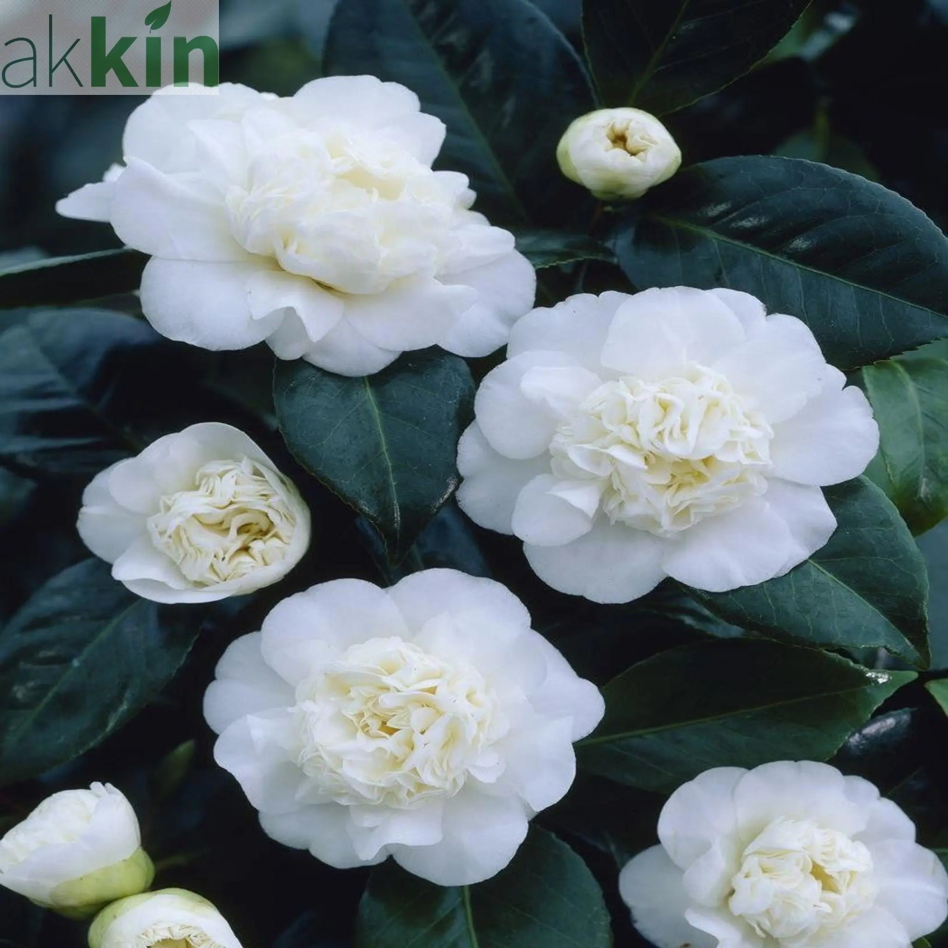 Camellia japonica 'Nobilissima' 9cm, 20-30cm height One Click Plants