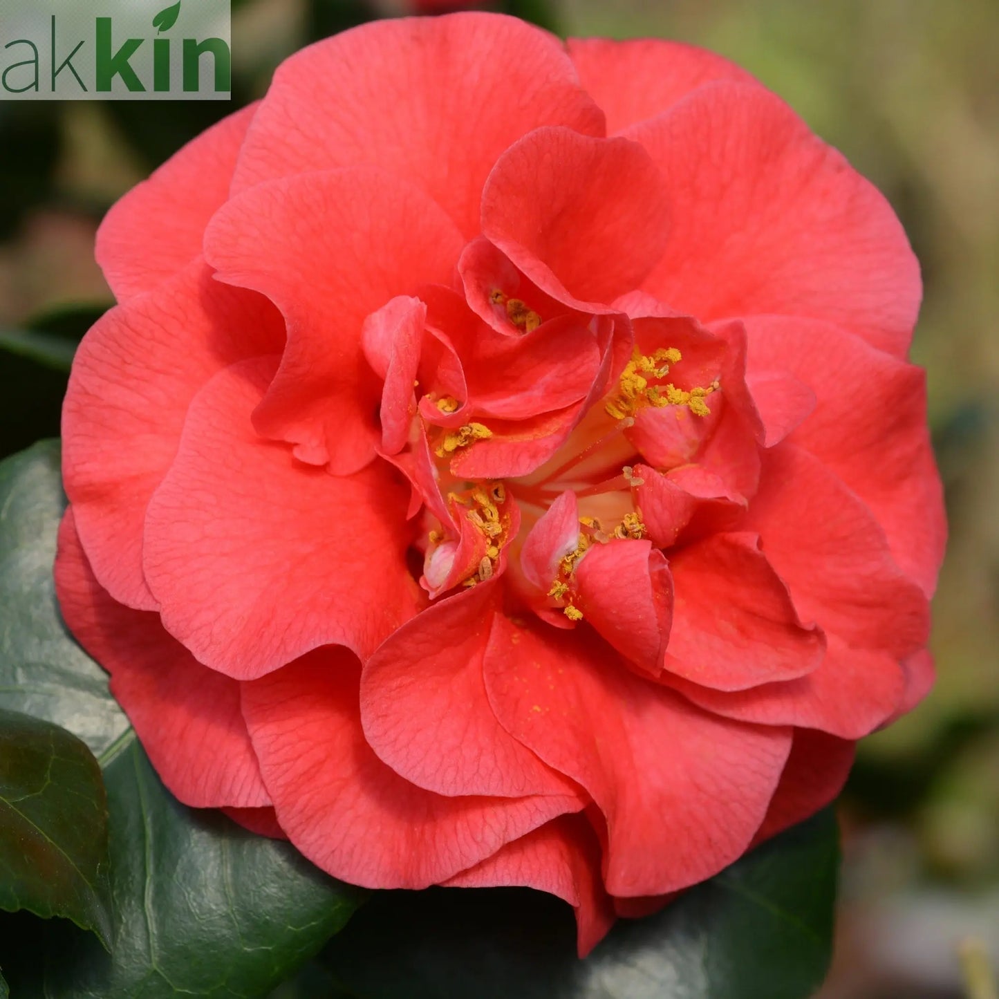 Camellia japonica 'Lady Campbell' 3L One Click Plants