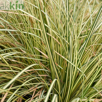 Carex oshimensis 'Evergold' Grass 8cm / 1L / 2L / 3L One Click Plants