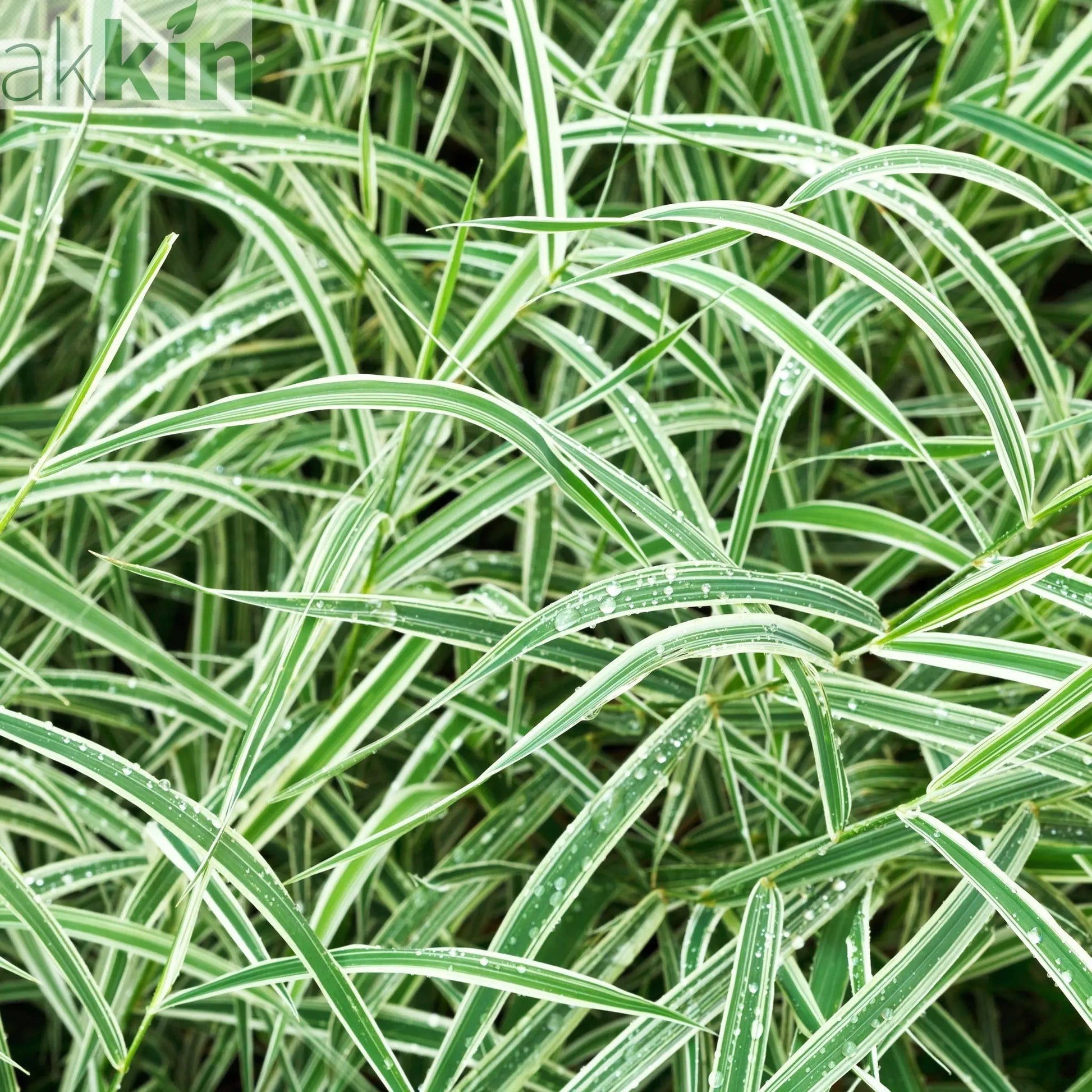 Carex - Everest | Ornamental Grass 9cm / 1L / 2L One Click Plants