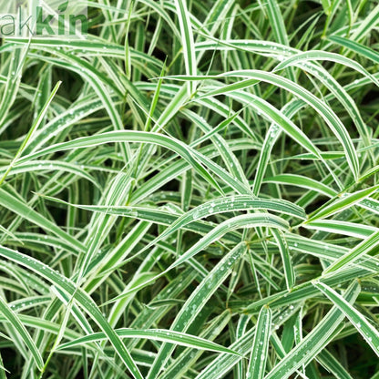 Carex - Everest | Ornamental Grass 9cm / 1L / 2L One Click Plants