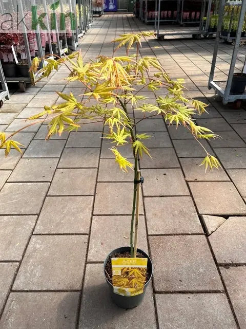 Acer palmatum 'Cascade Citrine' Standard (100cm) One Click Plants