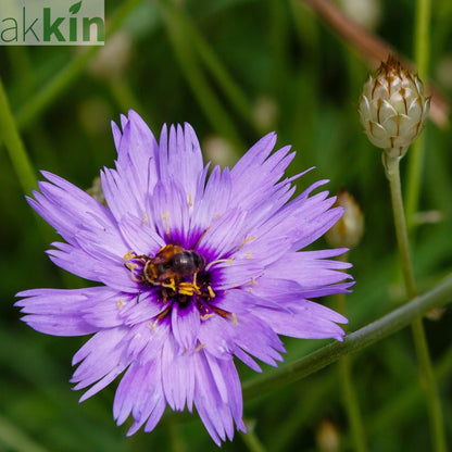Catananche caerulea 9cm/2L One Click Plants