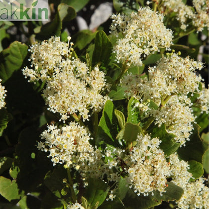 Ceanothus thyrsiflorus 'Millerton Point' 2L | Evergreen White Californian Lilac One Click Plants
