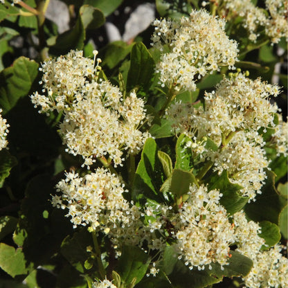 Ceanothus thyrsiflorus 'Snow Flurries' | Evergreen, White Californian Lilac | 2L One Click Plants