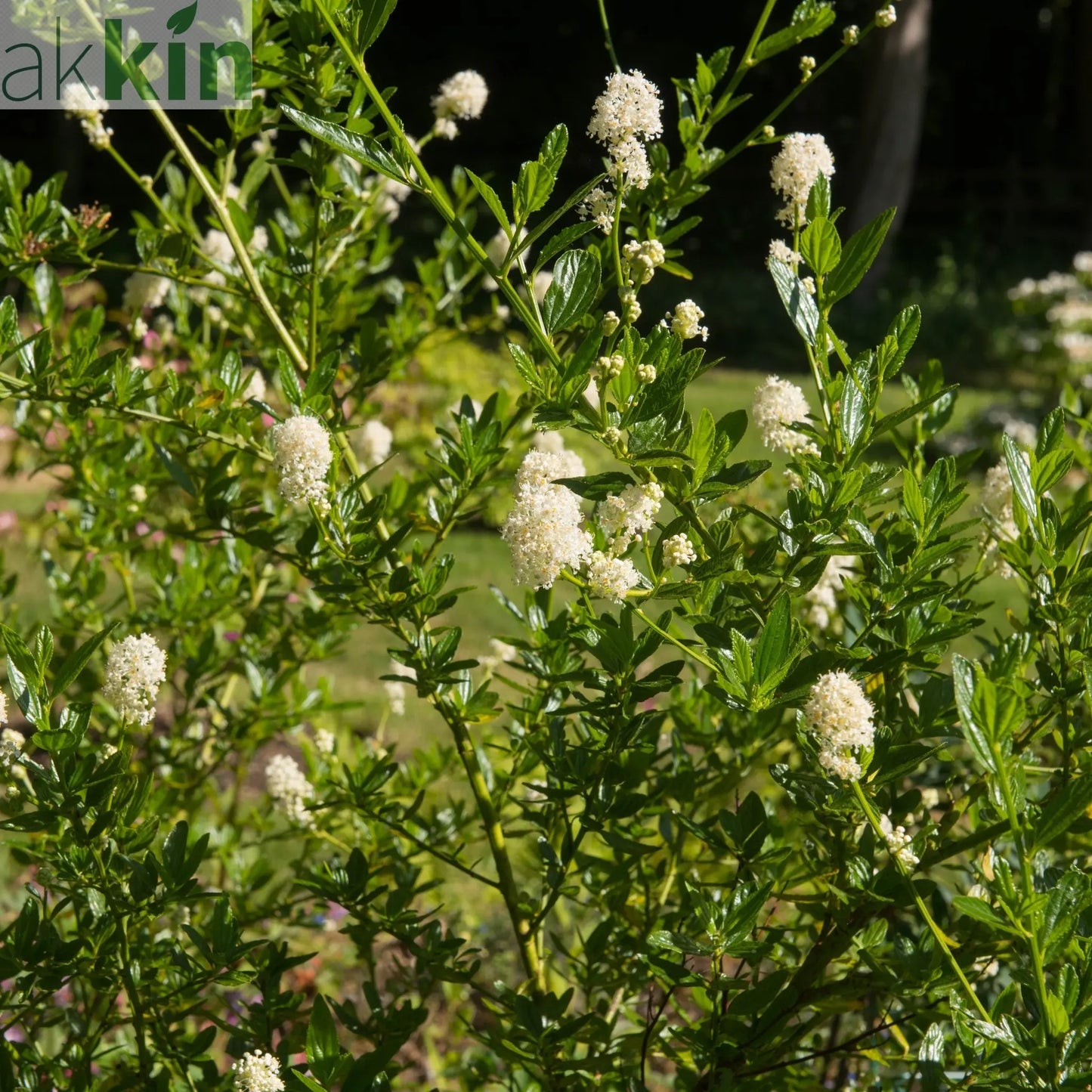 Ceanothus thyrsiflorus 'Millerton Point' 2L | Evergreen White Californian Lilac One Click Plants