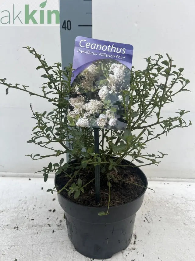 Ceanothus thyrsiflorus 'Millerton Point' 2L | Evergreen White Californian Lilac One Click Plants