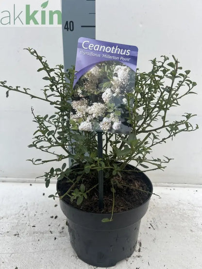 Ceanothus thyrsiflorus 'Millerton Point' 2L | Evergreen White Californian Lilac One Click Plants