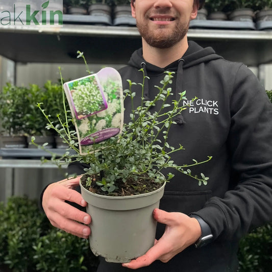 Ceanothus thyrsiflorus 'Millerton Point' 2L | Evergreen White Californian Lilac One Click Plants