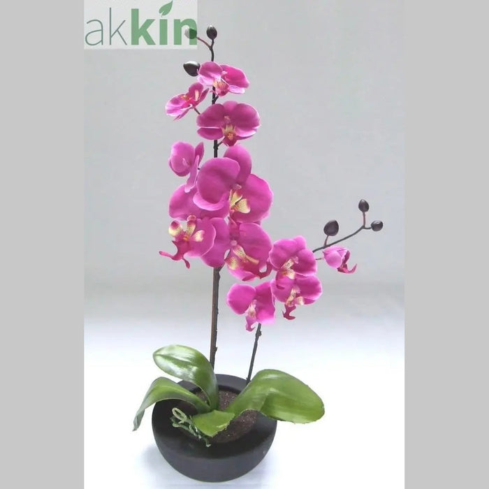 Cerise Orchid in Bowl AK Kin Garden Supplies